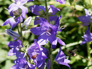 Campanula persicifolia - Fleur bleu clair de campanule &agrave; fleurs de p&ecirc;cher