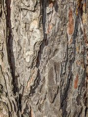 nature tree bark texture background