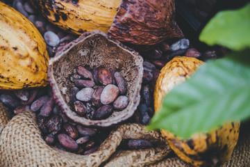 Top view hands holding yellow cocoa fruit on a background with leaves on the side.
