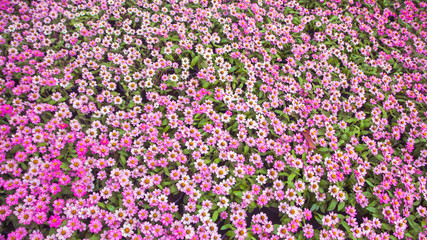 Obraz premium Purple flowers in a refreshing garden.