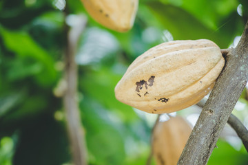 Yellow-colored cocoa fruit is lined up on the tree.