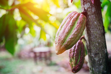 Cocoa tree ( Theobroma cacao ) , Fruits on growing trees can be made into desserts.
