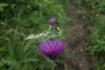日本の登山道で見つけた可憐な花
