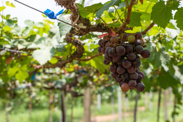 Bunch of grapes on a vine