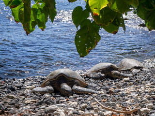 Turtles sleeping on a beach on Maui