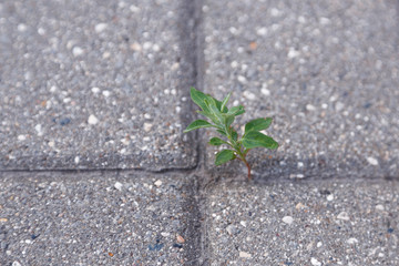 Sprouted through a concrete slab flower.