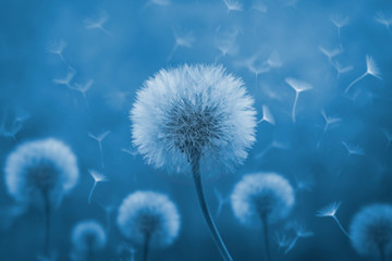 Dandelion with its seeds blown by the wind