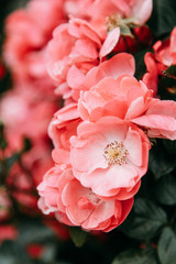 Abstract backgrounds and home flowers. Macro photography of flowers in nature in the field.