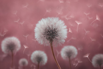 Dandelion with its seeds blown by the wind