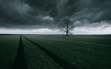 Lonely tree in field. Storm over the field