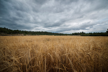 Wheat fields in mowing time