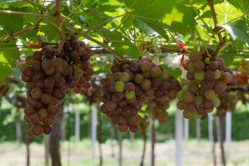 Bunch of grapes on a vine