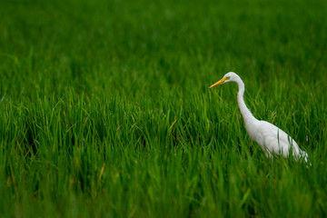 Fototapeta premium EGRET IN GREEN, WHITE BIRD IN GREEN BACKGROUND,A WALLPAPER CLICK