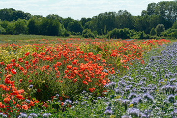 sommerblumenwiese