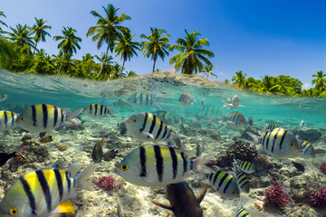 Underwater Scene With Reef And Tropical Fish - obrazy, fototapety, plakaty