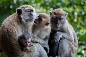Monos, Malasia