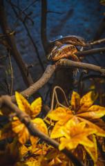 Lagarto repousando no tronco de árvore