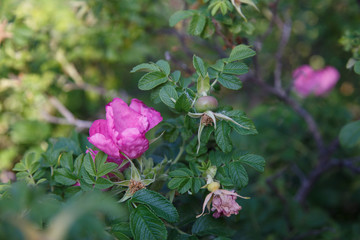 flowering rose bushes in the garden.
