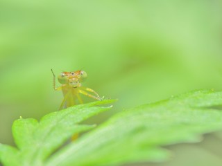 やぁ～！