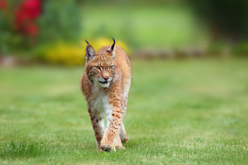 The Eurasian lynx (Lynx lynx), portrait. Eurasian lynx in the garden.