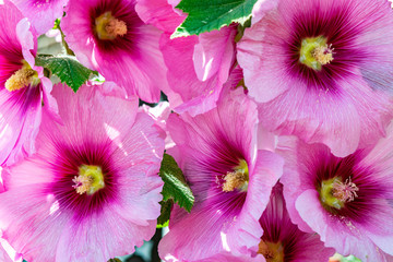 Hollyhock mallow close-up. Floral background of large pink garden musk mallow flowers. Blooming musky mallow in the summer garden. - obrazy, fototapety, plakaty