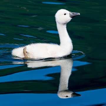 1 Best Cygnon Images Stock Photos Vectors Adobe Stock