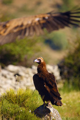 The cinereous vulture (Aegypius monachus) also known as the black vulture, monk  or Eurasian black vulture sitting on the feeding place. Big black vulture.