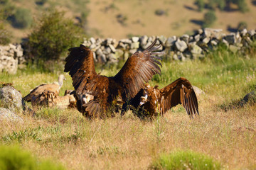 The cinereous vulture (Aegypius monachus) also known as the black vulture, monk  or Eurasian black vulture sitting on the feeding place. Big black vulture.