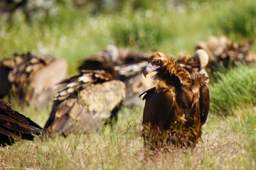 The cinereous vulture (Aegypius monachus) also known as the black vulture, monk  or Eurasian black vulture sitting on the feeding place. Big black vulture.