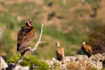 The cinereous vulture (Aegypius monachus) also known as the black vulture, monk  or Eurasian black vulture sitting on the feeding place. Big black vulture.