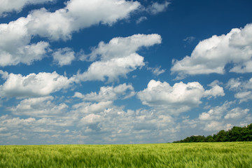 Obraz premium Green wheaten sprouts are in the field and beautiful cloudy. Spring landscape.