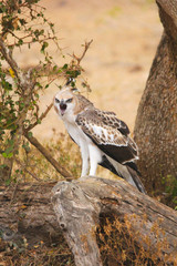 Death Call - Crested hawk eagle Yala National Park Sri Lnka