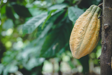 Yellow-colored cocoa fruit is lined up on the tree.