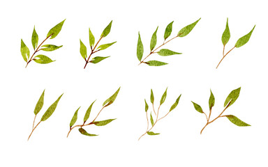 Watercolor botanical collection isolated on white background.