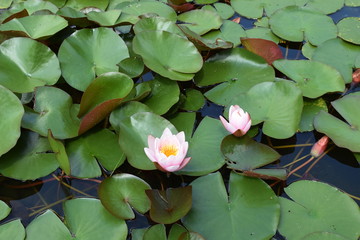 whithe water lilie © rosali