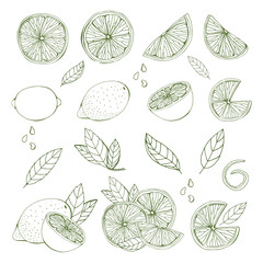 A set of fruits drawn by a line. Different variations of lemon, lime, citrus. Monochrome objects, isolated on white background. Vector illustration, hand drawing.