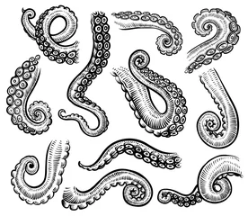 Fotobehang Tentacles of octopus, vector hand drawn collection of engraving illustrations. © airmel
