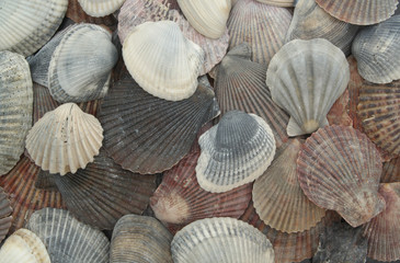 Many different sea shells close up