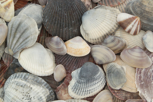Many dark seashells as background