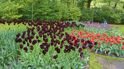 Stunning spring landscape, famous Keukenhof garden with colorful fresh tulips, Netherlands, Europe