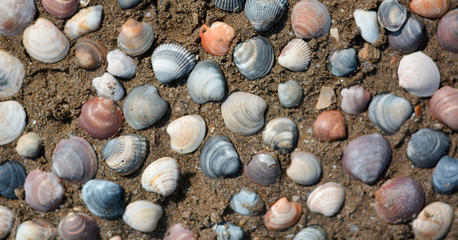 A collection of shells on the sand