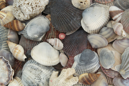 Gray seashells background, many different sea shells