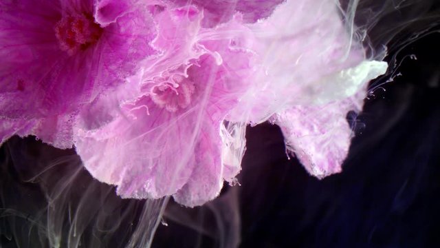 Geranium sanguineum striatum bloody cranesbill pink flowers.