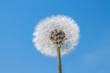 White dandelion on a blue sky background.