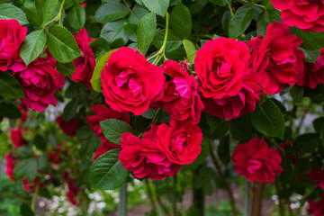 A bunch of beautiful red roses on a bush in the garden.