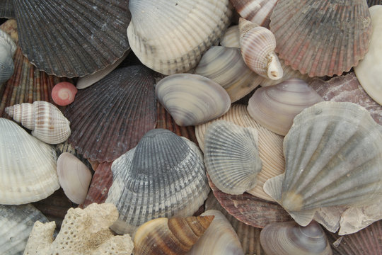 Dark seashells background, many different sea shells with coral branch