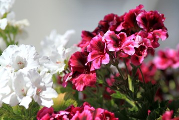 Purple flowers Pelargonium domesticum in the garden