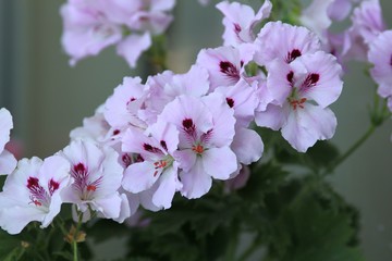 Pale pink flowers Pelargonium grandiflorum in the garden