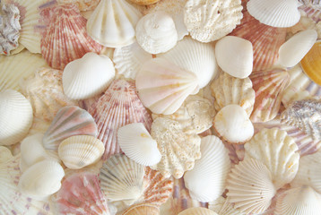 Lots of different seashells piled together
