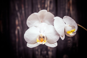 Branch of a White orchid on a brown wooden background 